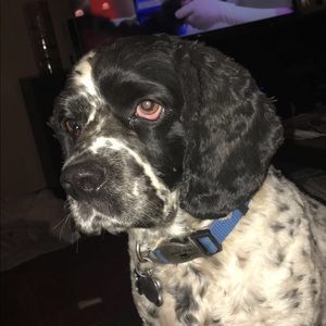 Meet your Posher, Jake